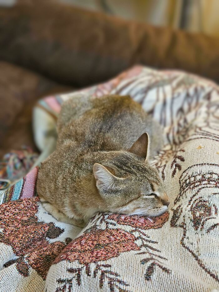 Adopted Her A Week Ago From The Shelter. Finally Got Couch Snugs. 🥲