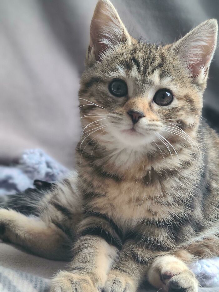 My Cat Was Lonely And Wanted A Friend. That Friend Is Callie