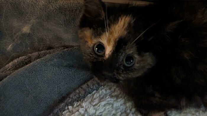 This Is Cookie A Farel Kitten My Wife Brought Home