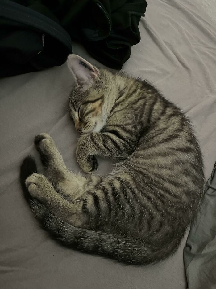 Me And My Boyfriend Got A Cat Today! Meet Zoe