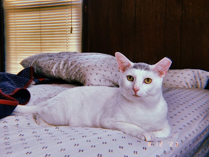 Adopted My First Cat Yesterday. Spock Says Hello!