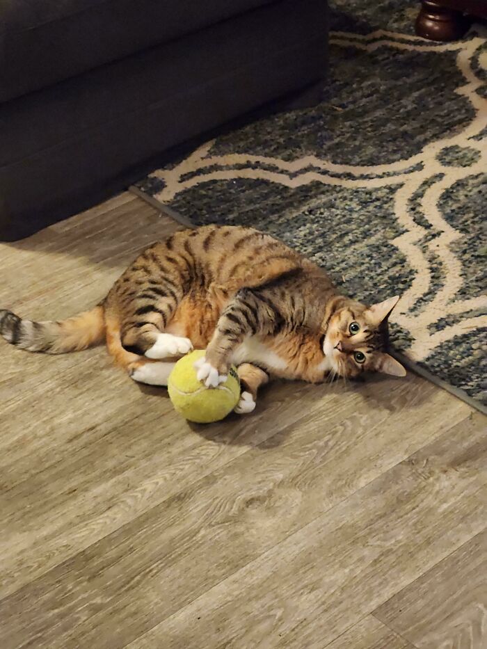 Rescued This Sweet Girl Today!