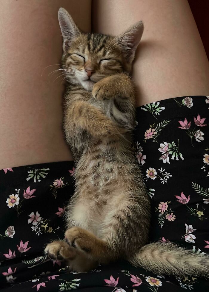 Say Hello To My Adopted Kitten Mishka