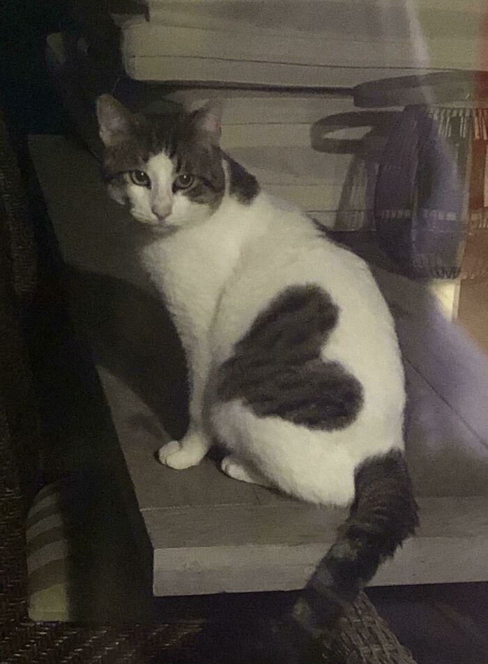 This Stray Cat With A Heart On His Fur