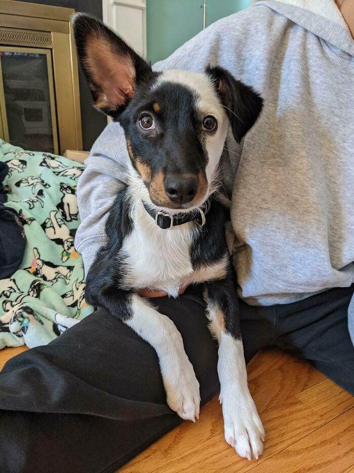 A Family Returned Her Because Her Fur Wasn't Getting Long. Their Loss Is My Gain - She Is Such A Sweetie