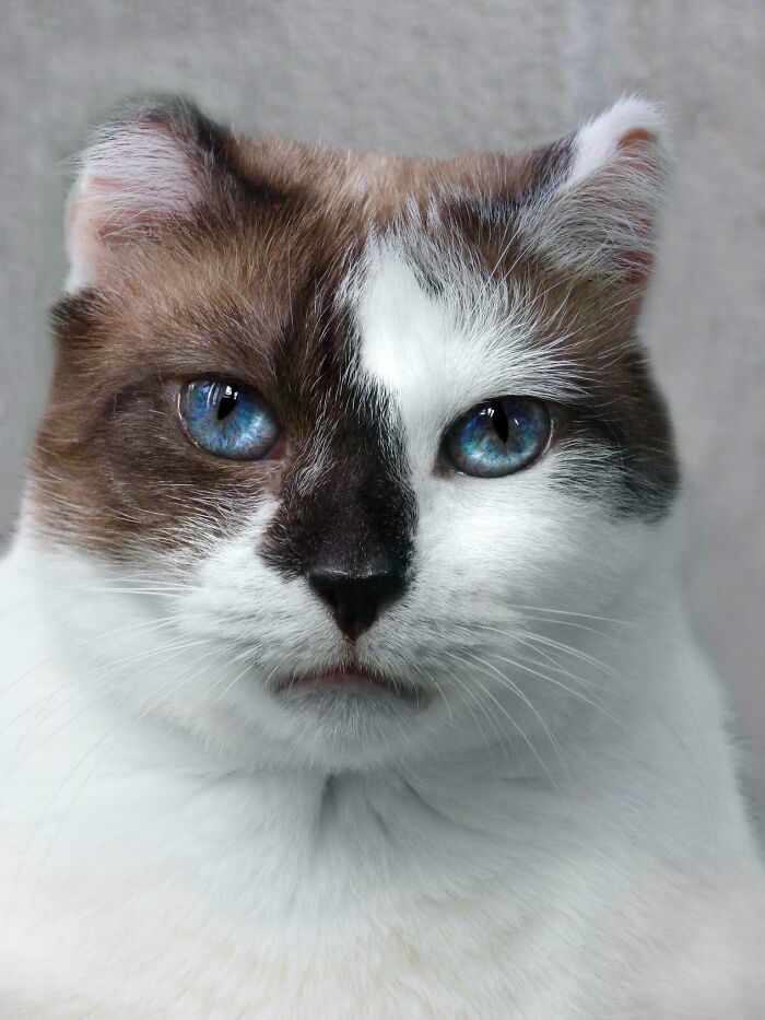 Six Years Ago We Adopted A Small Ball Of Fur With A Rough Past. Today She Still Is A Small Ball But With Happy Memories And A Bright Future