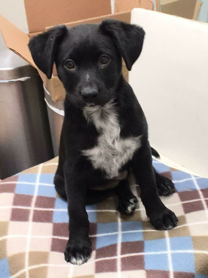 Marked With A Downvote Since Birth. Still A Very Good Boy