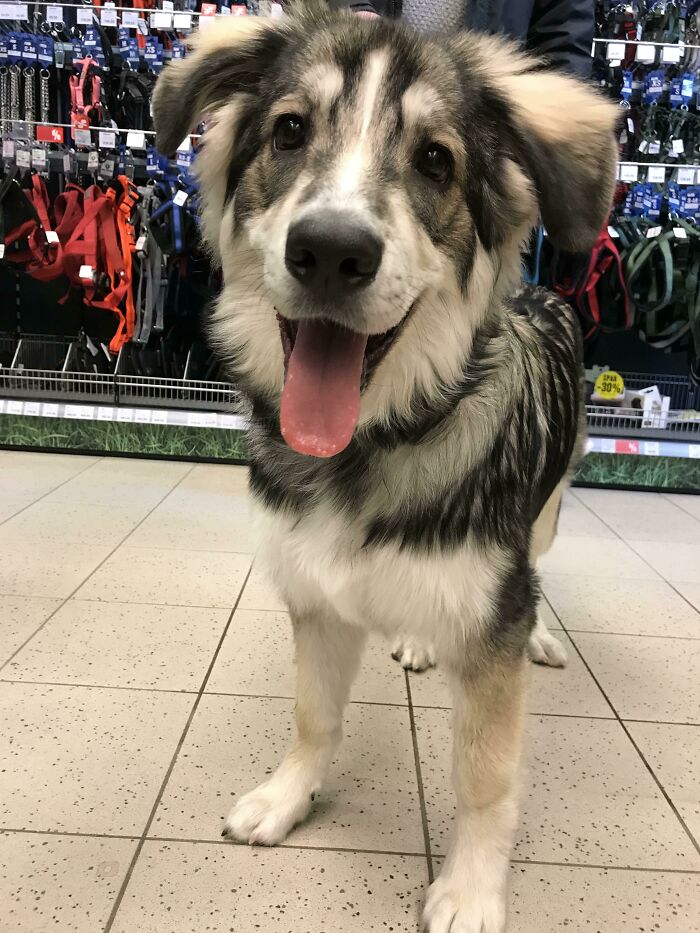 I Met This Absolute Beauty Today. She Has The Most Amazing Pattern In Her Fur That I Have Ever Seen. Beige With Black Tips