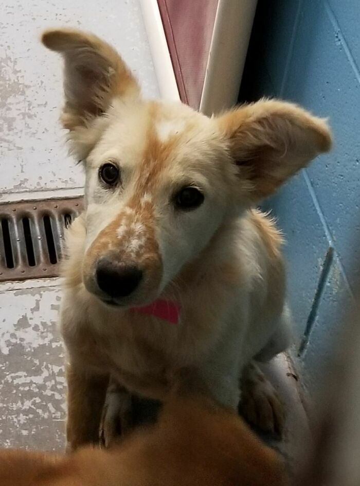 The Pattern On This Pup Our Department Picked Up Yesterday
