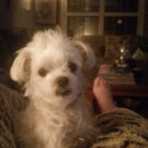 shirleyprestage_sp avatar