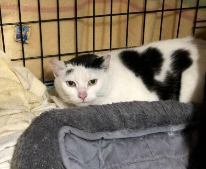 This Cat's Fur Pattern Looks Like A Boy Holding A Heart