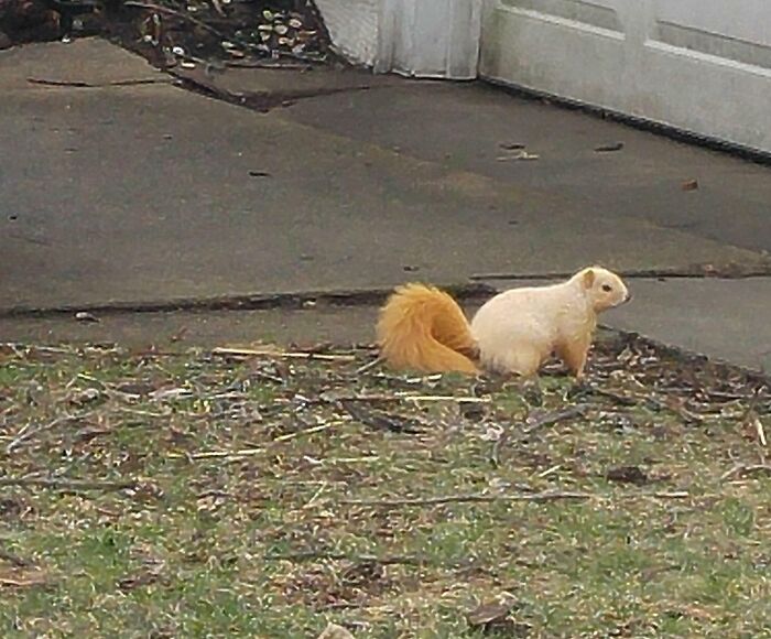 A Blonde Squirrel On My Old Mail Route