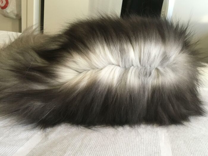 My Cat’s Ombré Fur