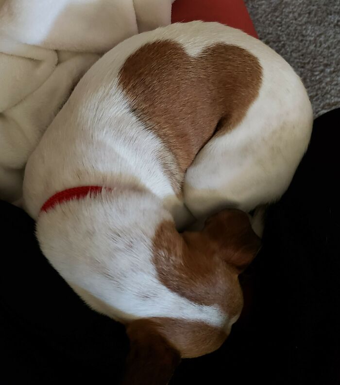 My Little Guy's Fur Makes A Heart When He Lays Down On This Side