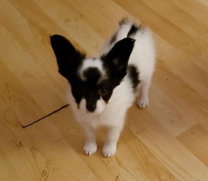 This Pupper’s Markings Look Like A Bat