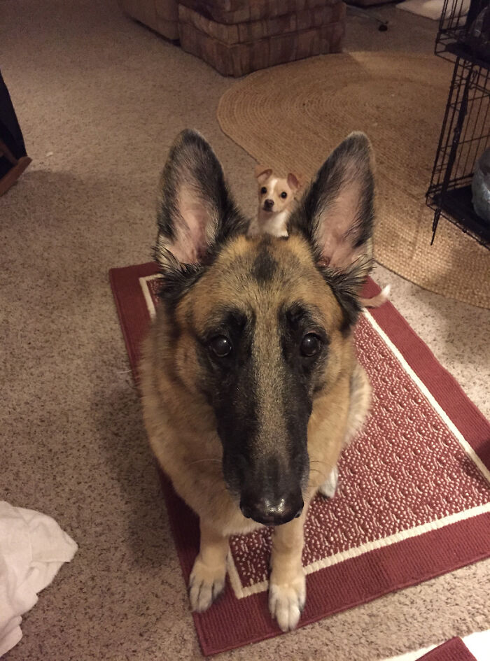 Two cute dogs, a German Shepherd and a small Chihuahua, sitting together on a rug indoors, showcasing cutest dogs ever.
