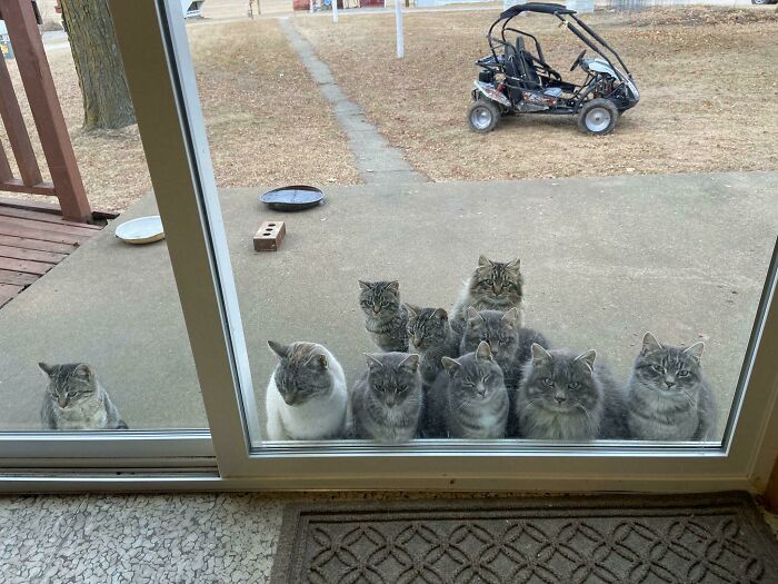 A group of the cutest cats sitting outside a glass door on a concrete patio on a clear day.