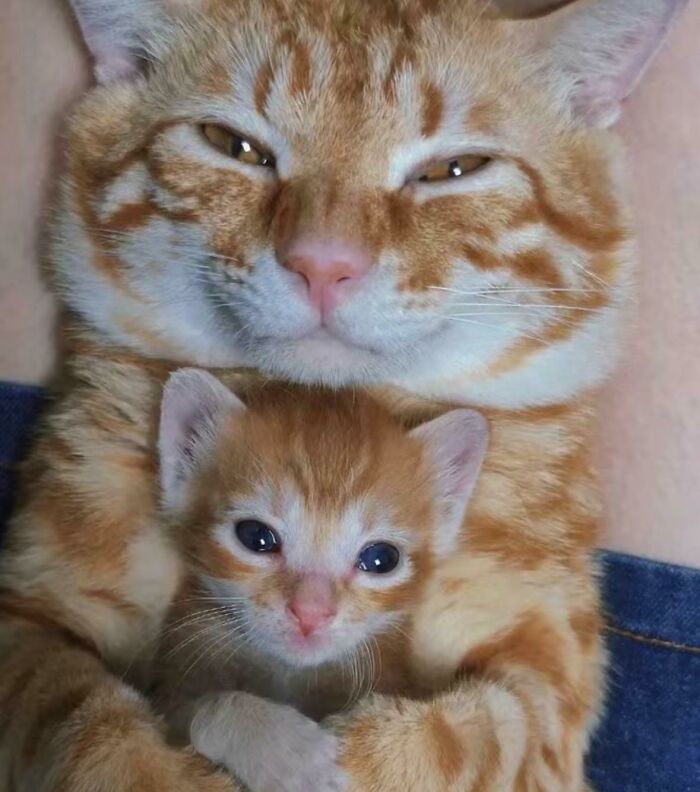 Close-up of two adorable orange cats cuddling, showcasing the cutest cats that melt hearts with their sweet expressions.