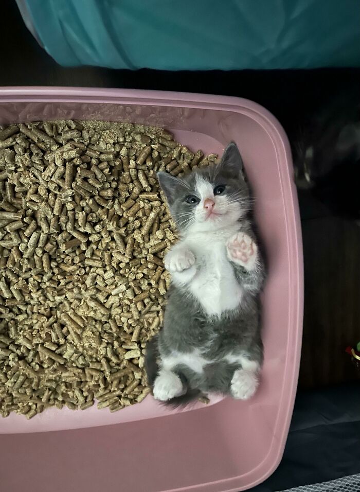 Gray and white kitten lying on its back in a pink litter box, one of the cutest cats to melt your heart.