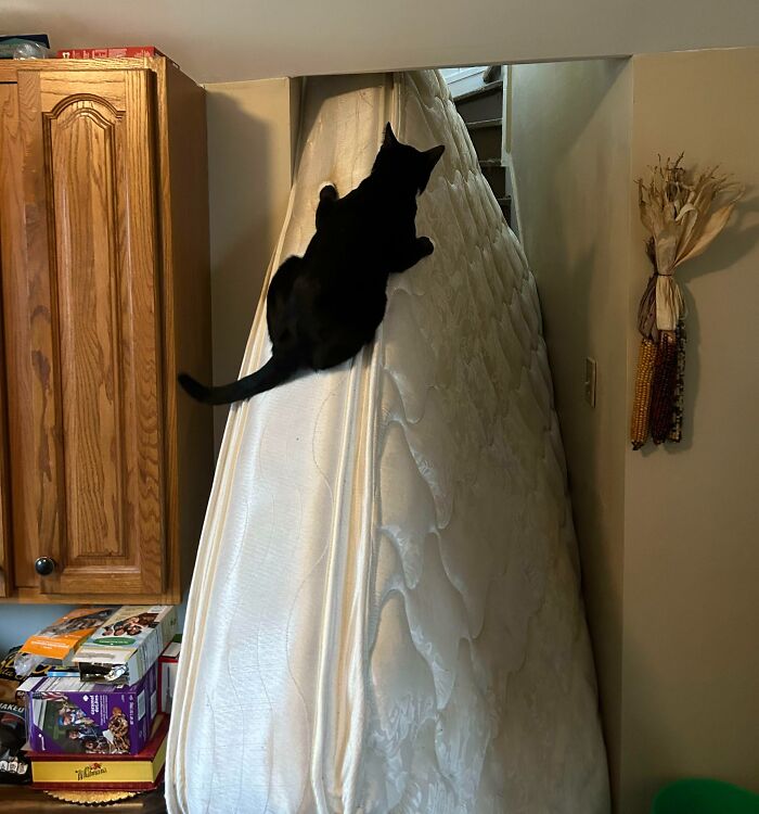 Peter Was Extraordinarily Helpful Moving The Mattress Upstairs