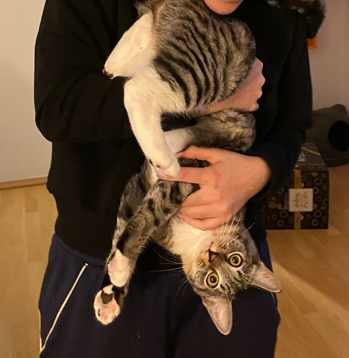 Hugo's Favorite Cuddle Position Is Head Down