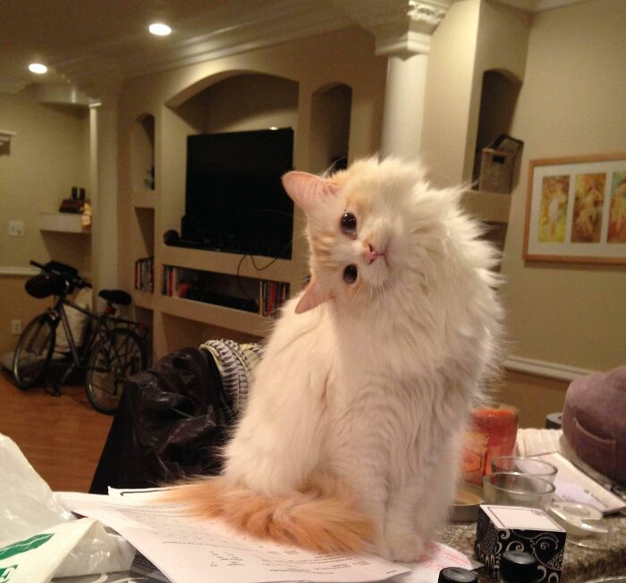 I Think She's Broken (She Looks At Me Like This Every Time I'm Chopping Onions)