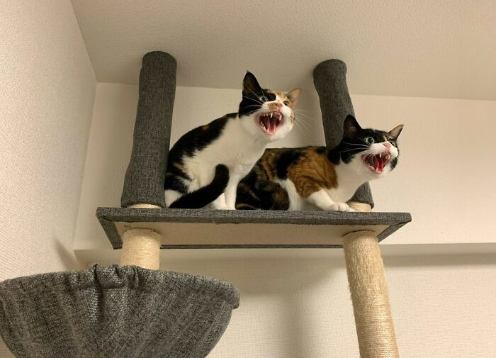 Comité contra aspiradoras