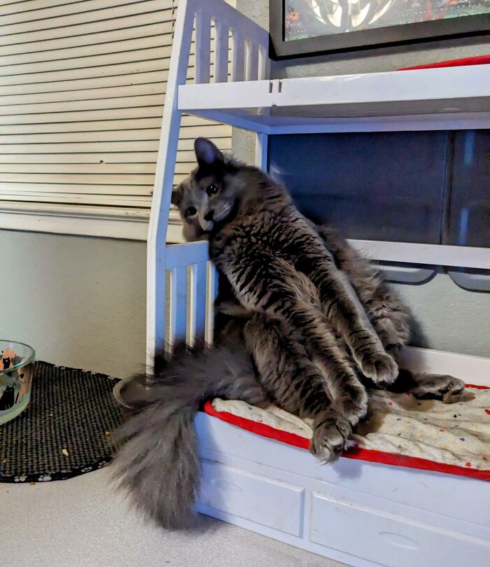 Just Noodle Relaxing Comfortably On Her Bunk Bed