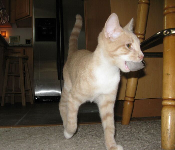 Spike Has Never Been Like Other Cats. Here He Is Retrieving An Ice Cube