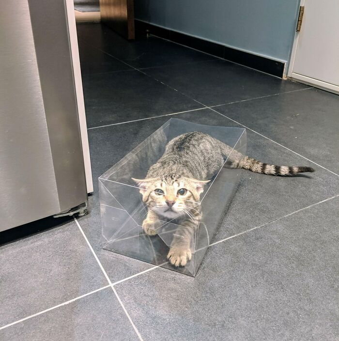 This Is Osha, The Cat I Found On A Construction Site. His Hobbies Include Boxes And Not Letting Us Sleep