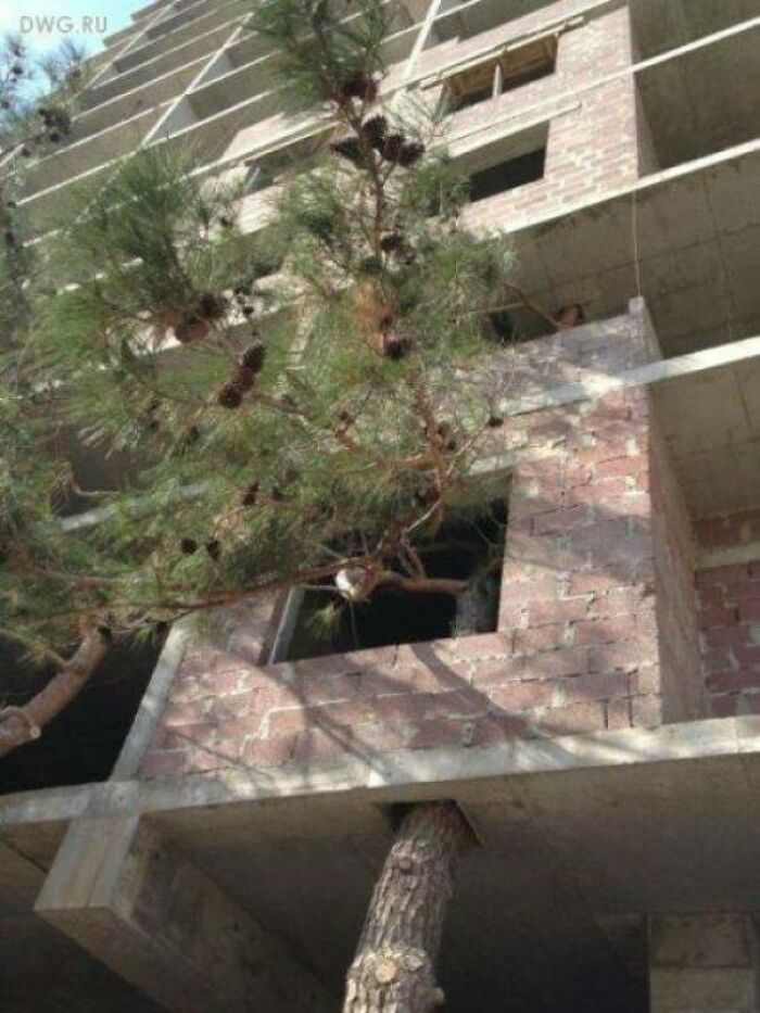 I Like Pines,,,don't You?