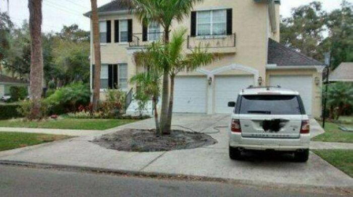 This Is What You Do When Someone Asks For Palm Trees