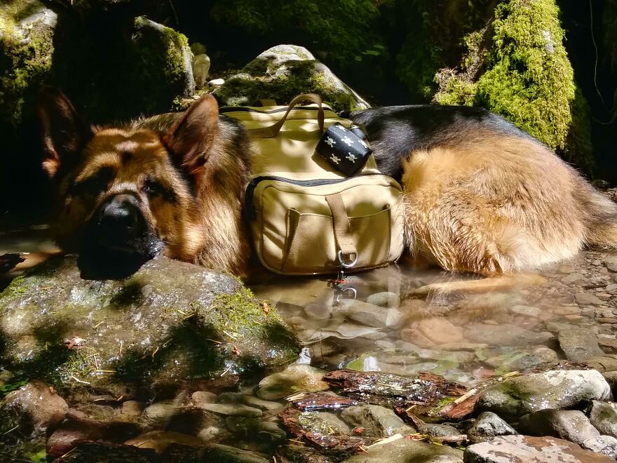 My Hiking Buddy Stops To Cool Off A Bit My Hiking Buddy Stops To Cool Off A Bit