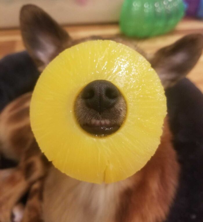 Snoot In A Pineapple