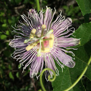 leannjeanette avatar