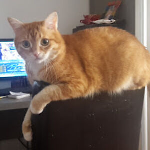 sesefrostweaver avatar