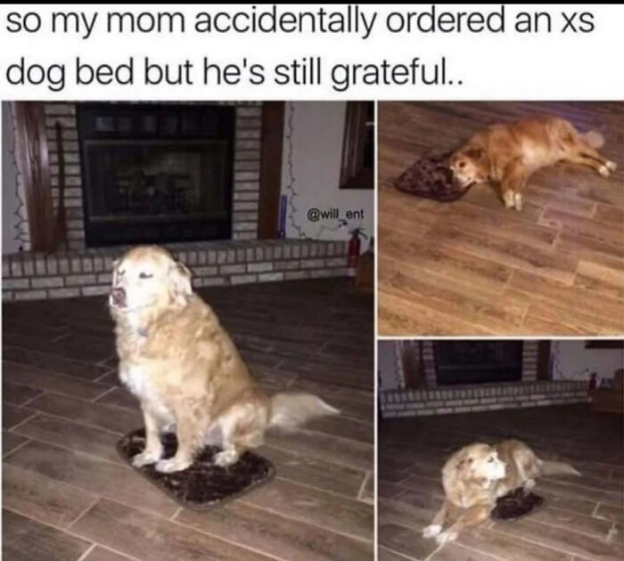 Blessed_bigdogsmallbed