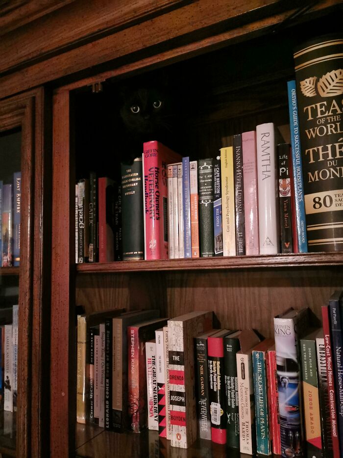 The Void Has Such A Good Camouflage. So Many Potential Pounce Places