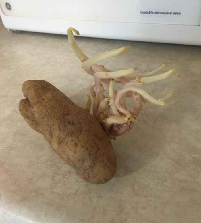 Have You Ever Reached Into A Dark Pantry And Scared The Living Hell Out Of Yourself With A Potato? No? Me Either