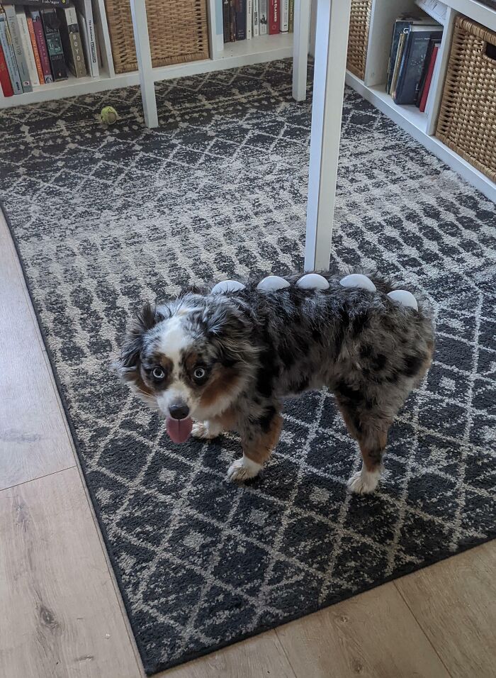There Was A Heatwave, So I Tried To Cool Her Down With Ice Cubes. Turned Her Into A Dino Instead