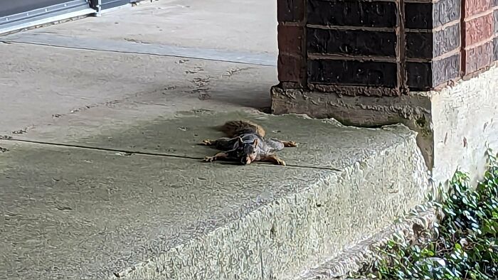 This Heat Has The Squirrels Splooting In The Shade To Try To Cool Off