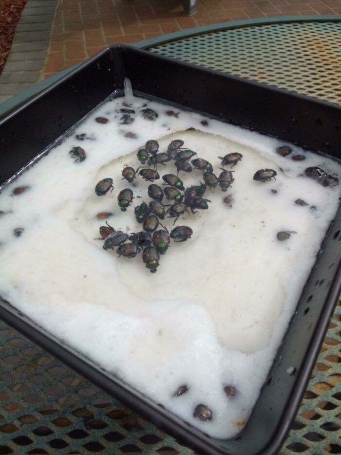 This Mosquito Deterring Candle Is Full Of Beetles Every Single Morning