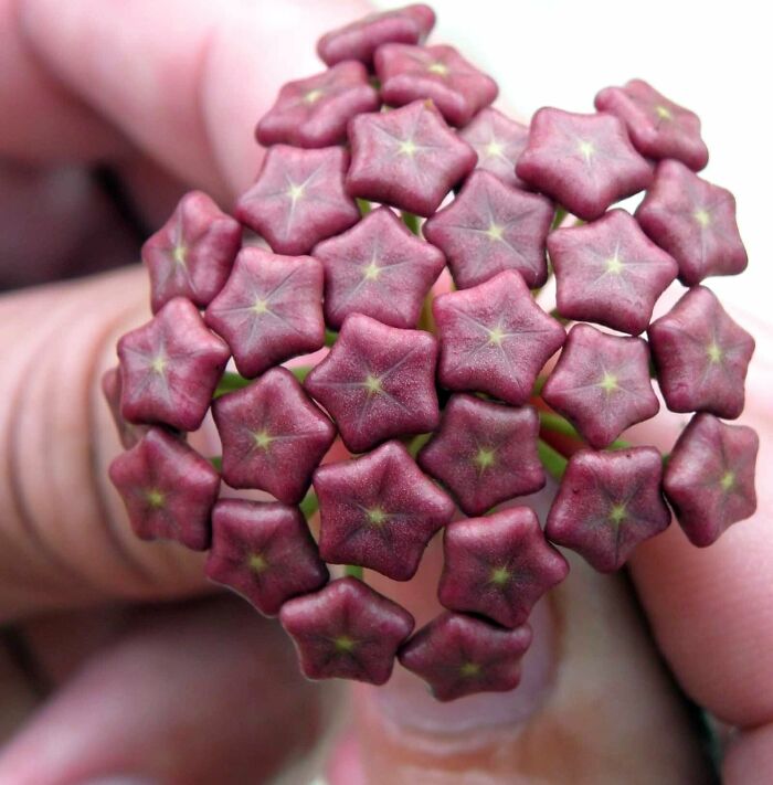Buds Of A Hoya Wax Flower