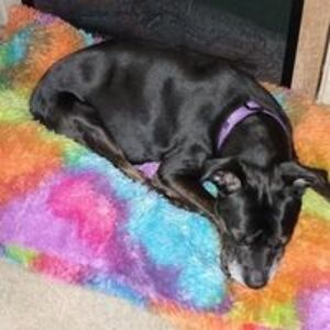 krystal3dqueen avatar