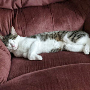 tristanschultz avatar