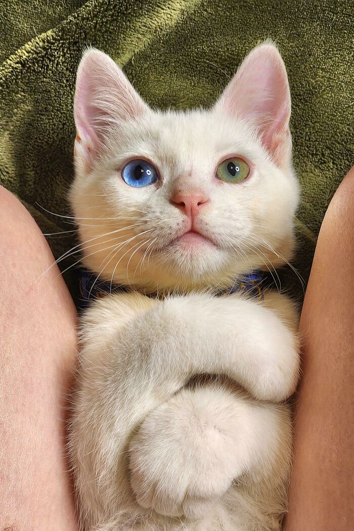 (Oc) Recently Adopted Kitten, Frost