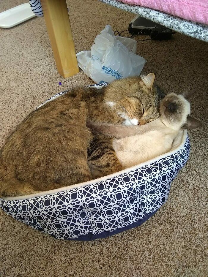 My Kitty Asleep With My New Kitten