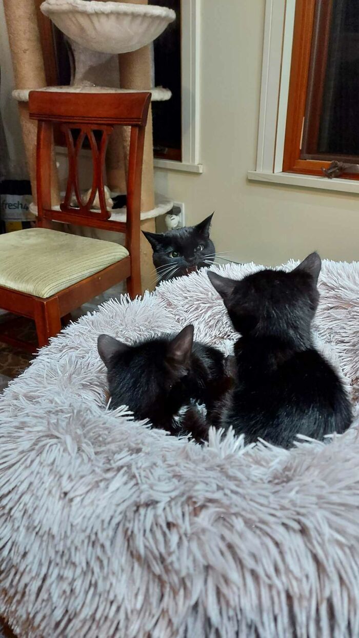 (Oc) For Chaucer's 8th Birthday, She Received Some Siblings. She Was Not Happy