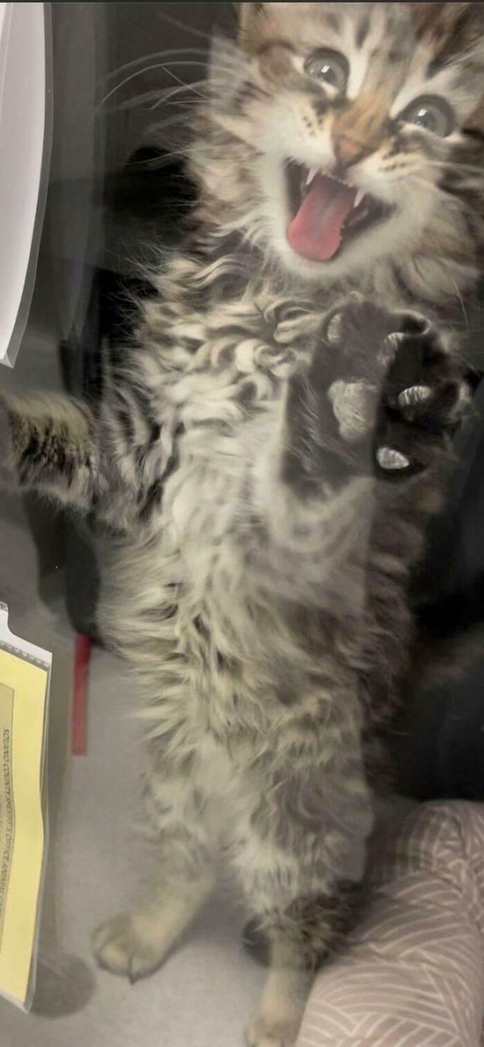 This Kitty's Reaction When I Went To Go Finalize The Adoption & Pick Her Up