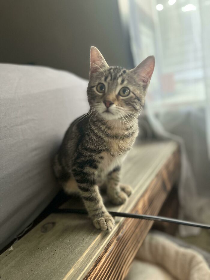 Okay She Was Adopted 2 Hours Ago And She’s Super Lovey. What Do I Name Her